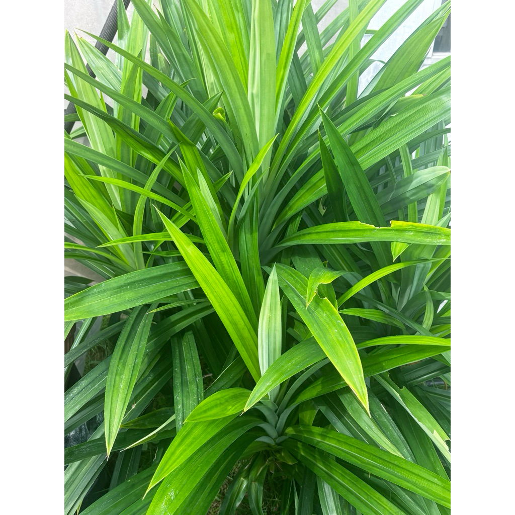 

Daun Pandan Segar (per ikat 10-15lembar)