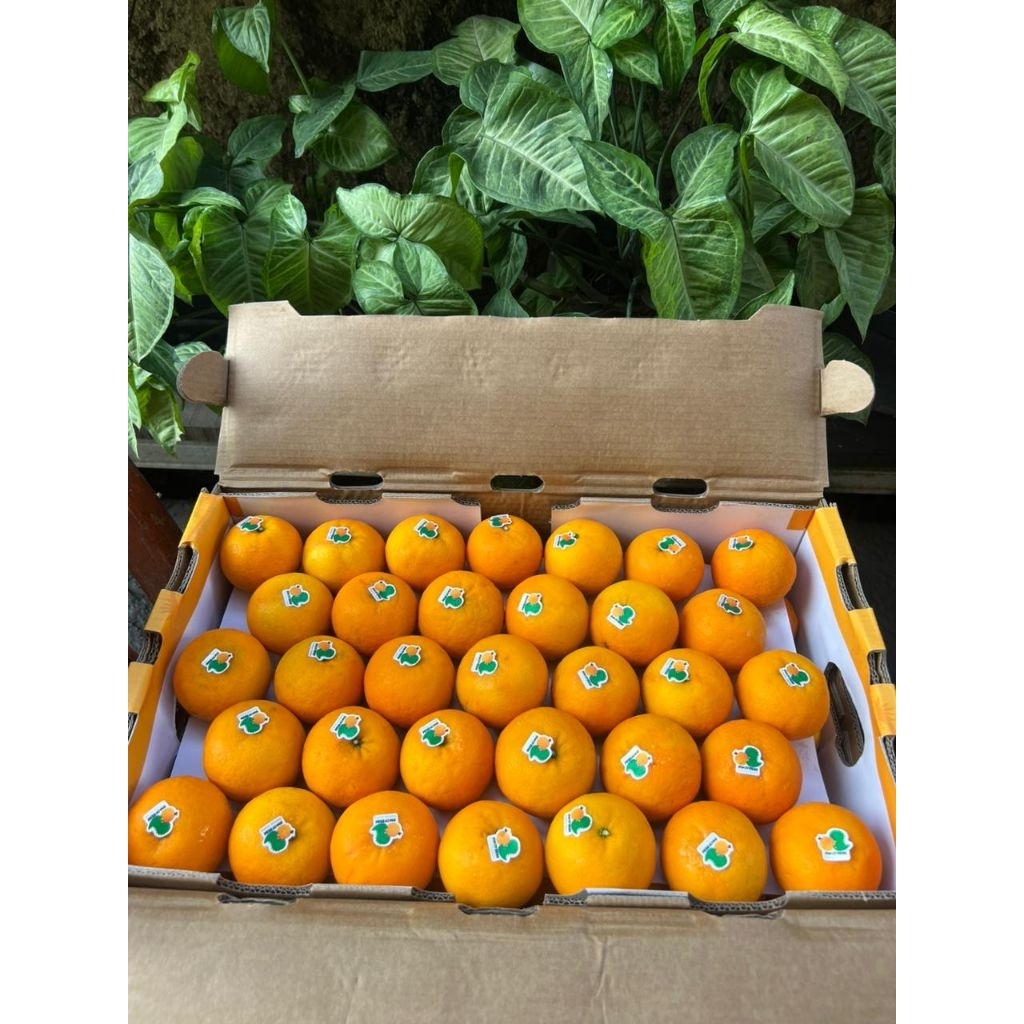 

jeruk wogan manis 1 kg