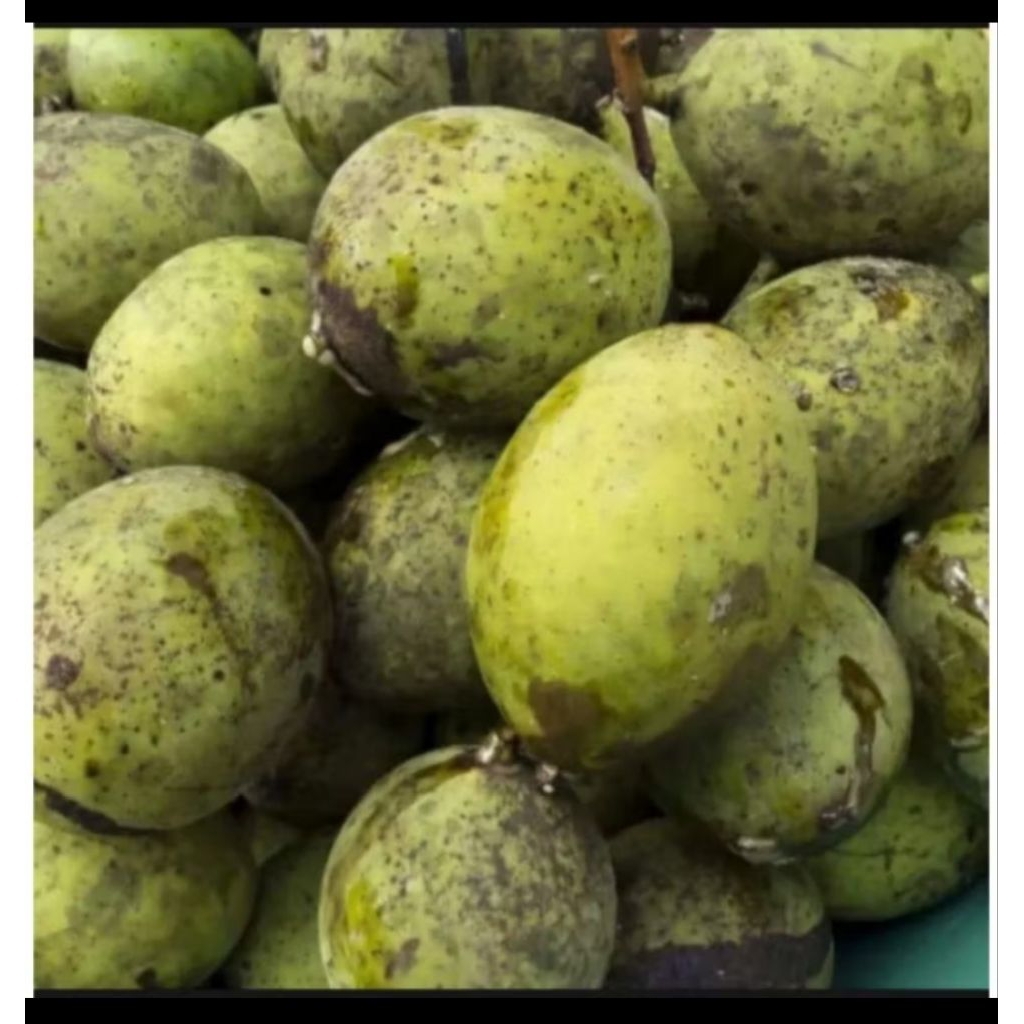

buah limus tua 1kg sudah matang cocok untuk rujak bebek