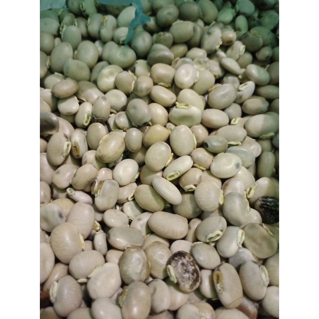 

Biji benguk Mentah Kering 100 gram