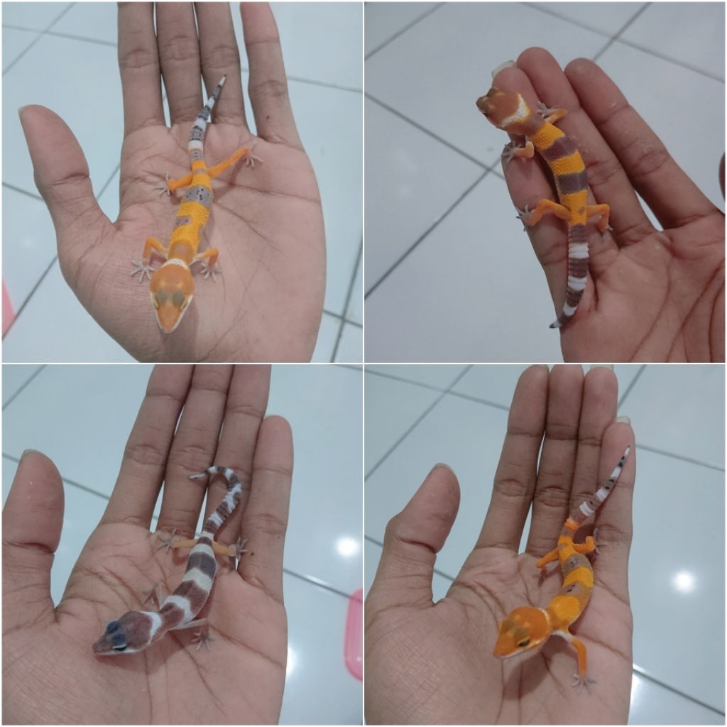 KALSIUM GECKO KECIL