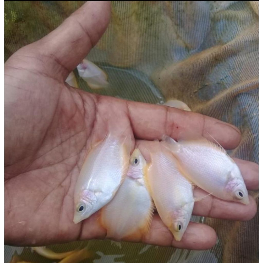 Hiasan Aquarium Gurame Padang-Hiasan