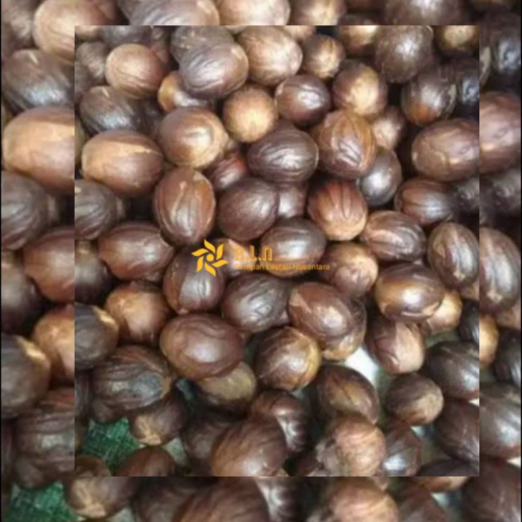 

Buah pala kering 250 gram | buah pala kering siap digunakan