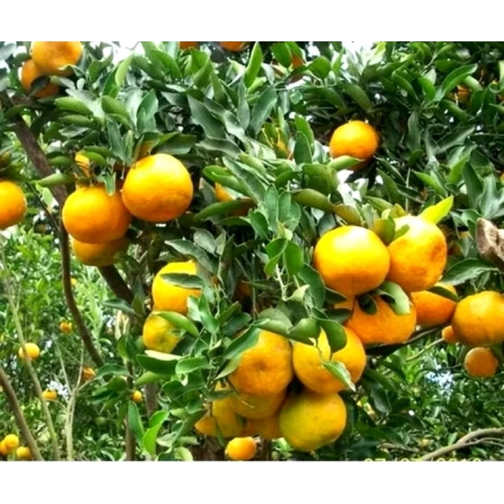 

bibit buah jeruk keprok manis super okulasi