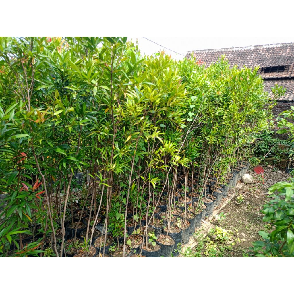 bibit tanaman bunga pucuk merah 2meter