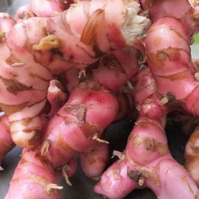 

lengkuas merah 1kg murah