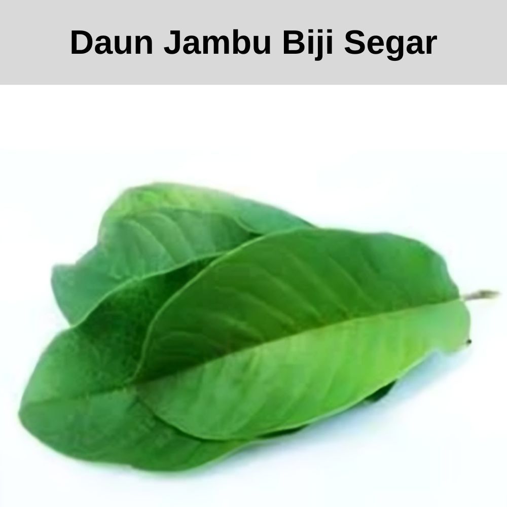 

Daun Jambu Biji Segar Asli Di Petik Langsung Harga Perlembar