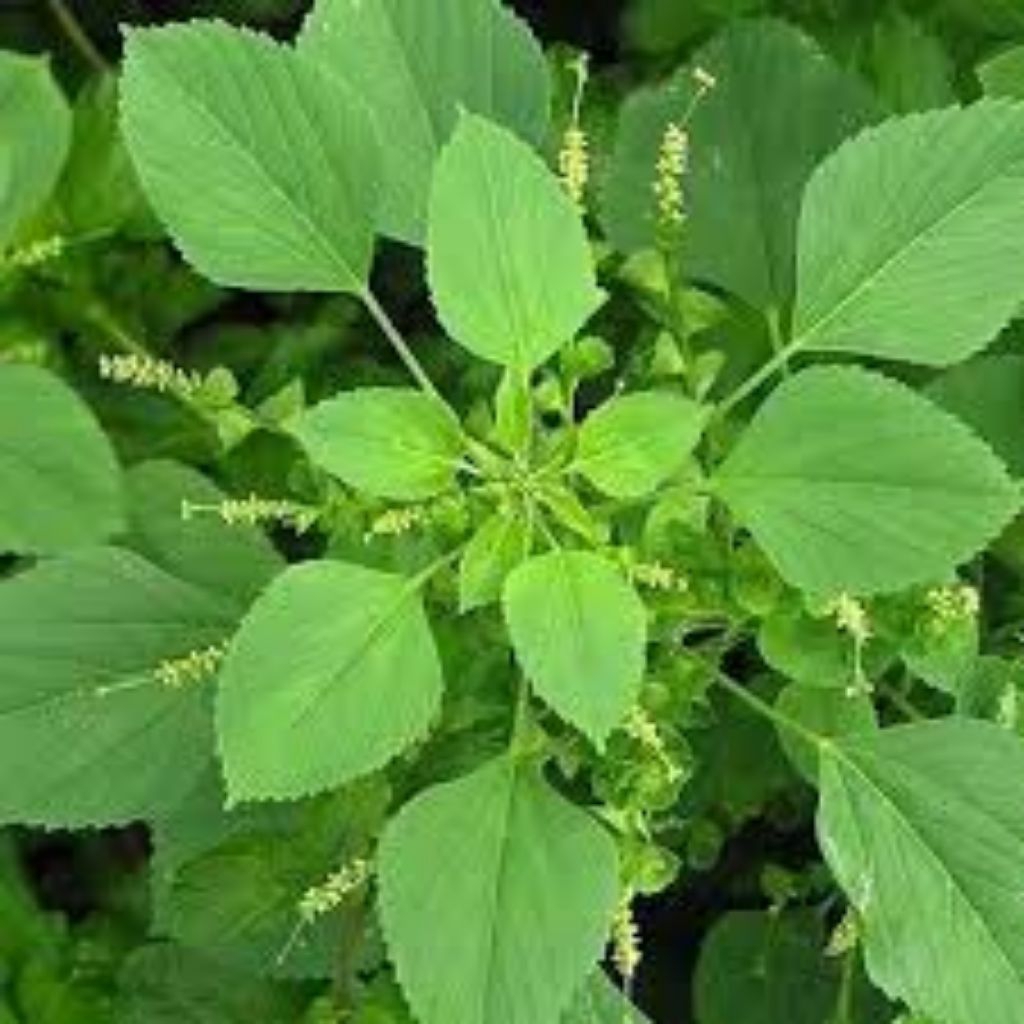 Akar Tanaman Akar Kucing, Akar tanaman catnip, Akar tanaman ating-ating, Akar tanaman kucing galak