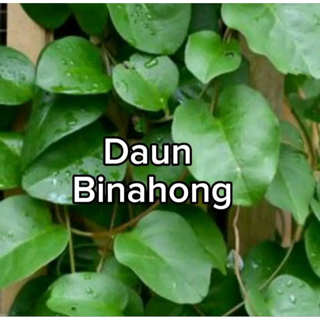 

daun BINAHONG seger terlaris 50 lembar feresh