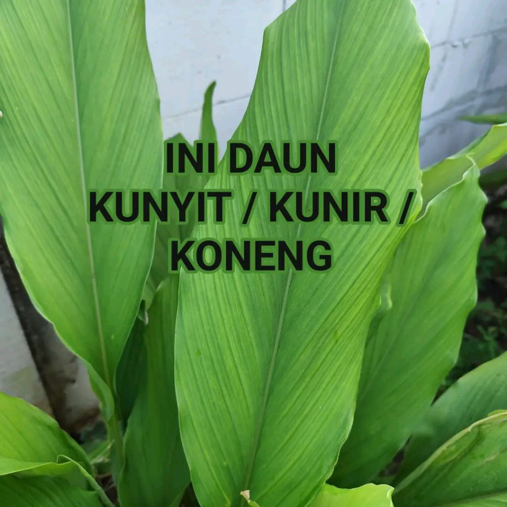 

daun kunyit koneng kunir Ter laris fresh 5 lembar