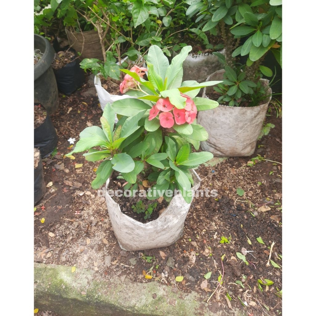 tanaman hias eforbia