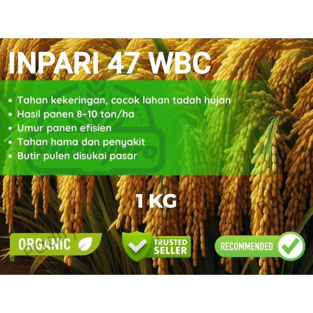 Bibit Benih PADI INPARI 47 WBC 1kg