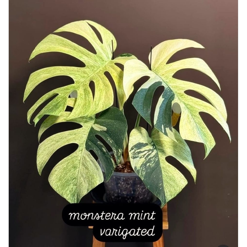 Tanaman Hias Monstera Mint Variegata Bibit Bonggol