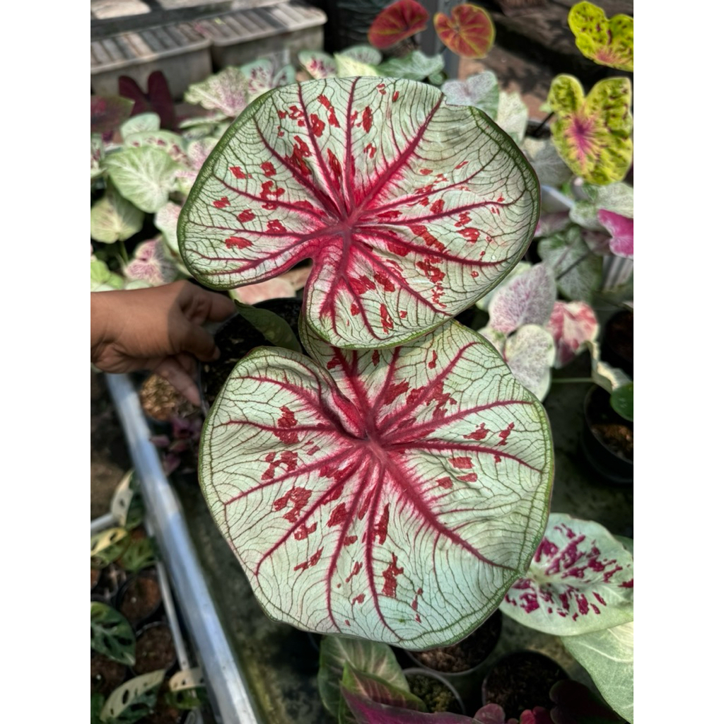 Caladium thailand tootsie