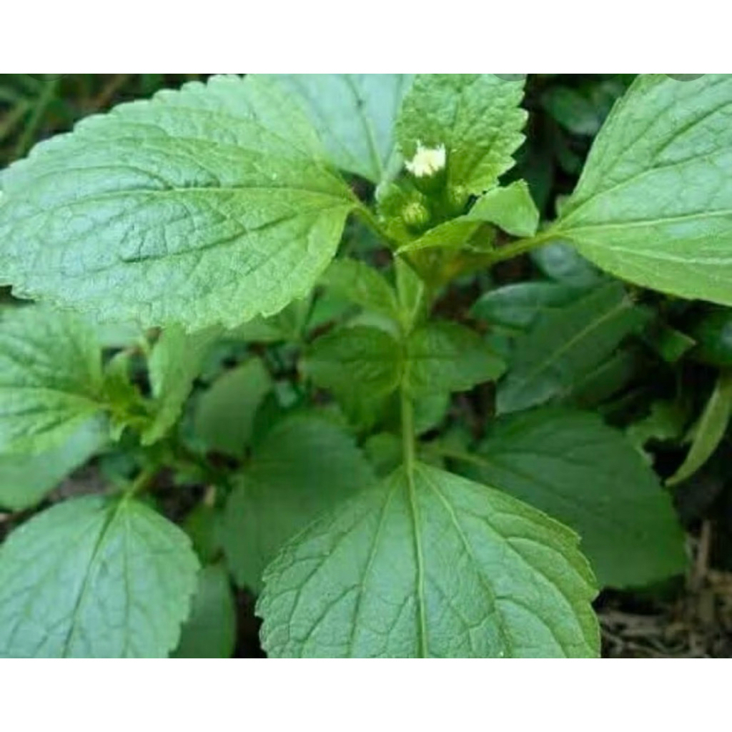 

Daun herbal babadotan obat alami