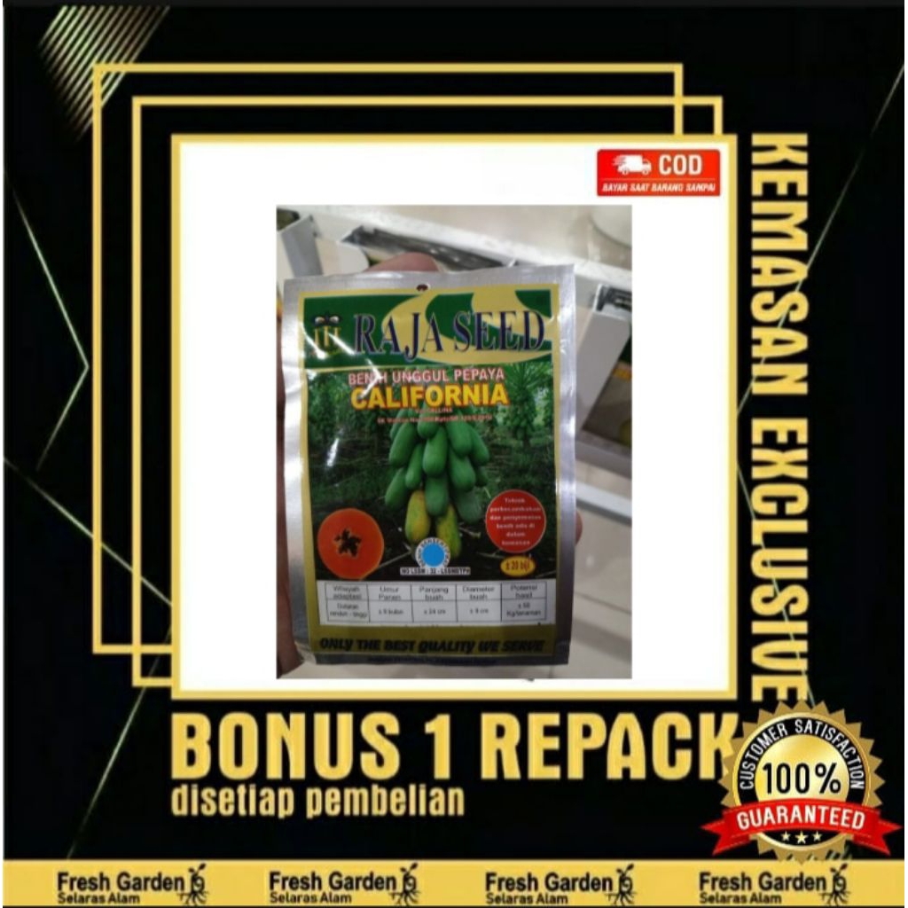 Benih Biji Pepaya California Raja Seed