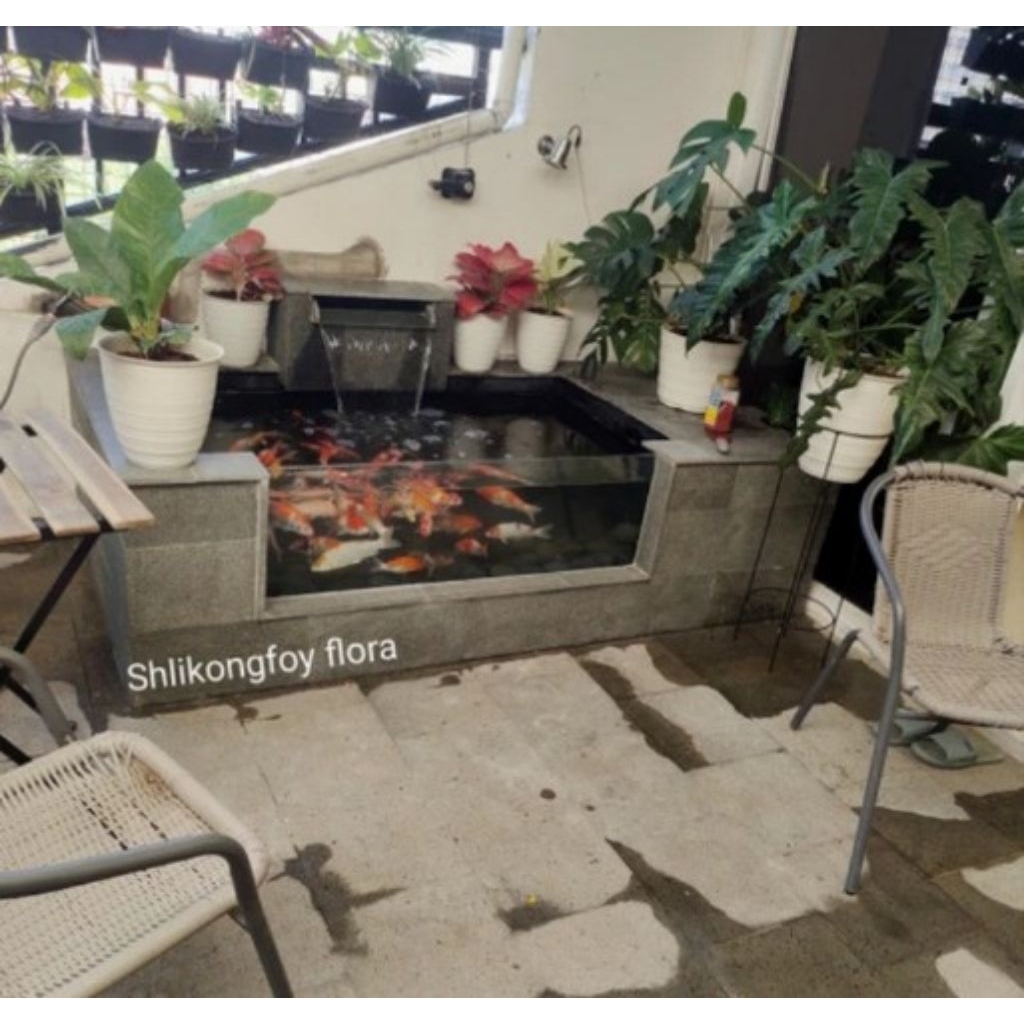 kolam ikan koi/minimalis kaca