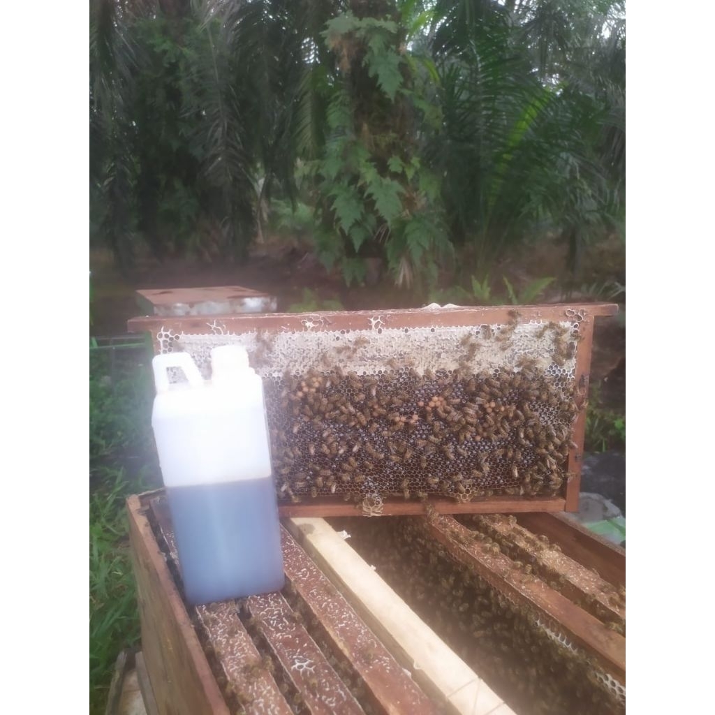 

Madu murni 100% acasia carpa dan sawit berbuih gas berbau khas madu