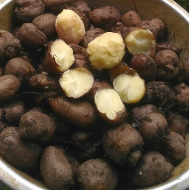 

KENTANG HITAM 1KG/KENTANG KLECI FRESH BARU PANEN/KENTANG KLECI/ KENTANG HITAM LANGKA/KENTANG BULU/KENTANG SABRANG/KENTANG IRENG/BLACK POTATO/KENTANG HITAM MENTAH/KENTANG KELINCI/KENTANG JEMBUT/KENTANG HITAM KECIL