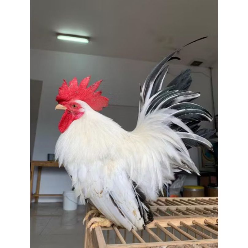 Ayam Kate Hitam Putih sepasang Ayam Hias Jepang Ayam