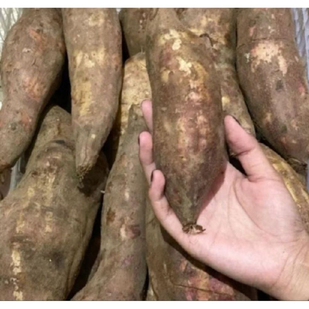 

UMBI YAKON MANIS WONOSOBO 1KG ISI 8-11 BIJI