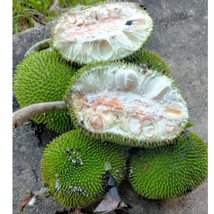 

buah / Sayur Kluweh Segar 1 biji besar