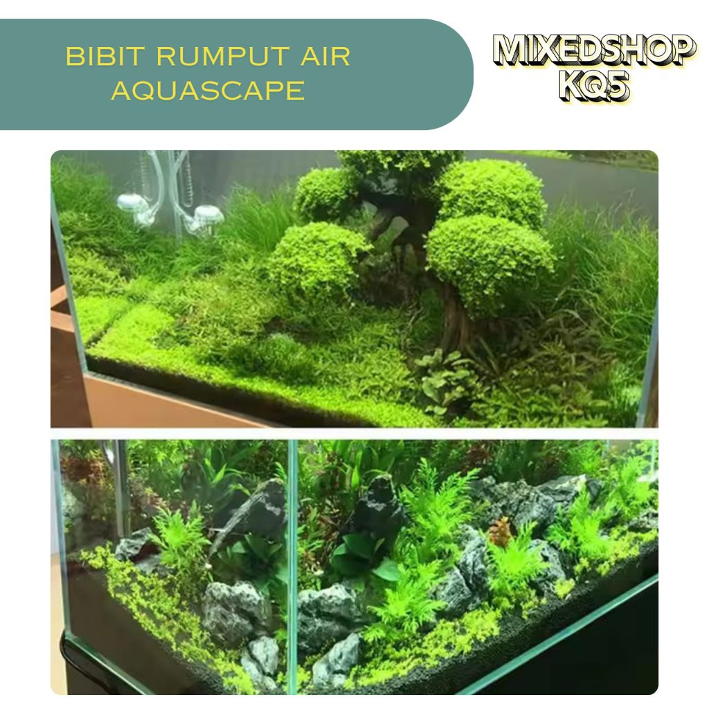 BIBIT RUMPUT AIR AQUASCAPE || CARPED SEED AQUASCAPE || BENIH TANAMAN RUMPUT AIR