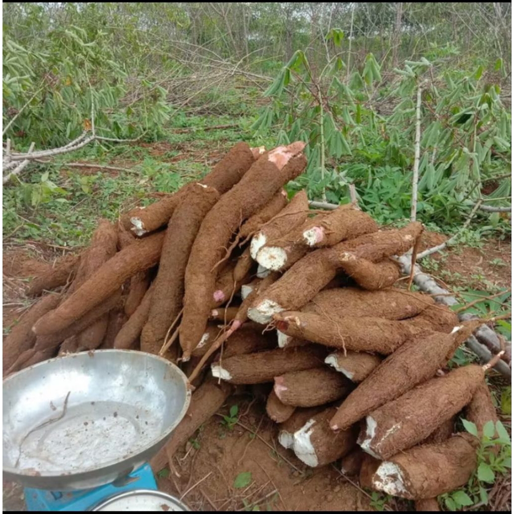 

Singkong mentah segar 1000g Rp:8000;