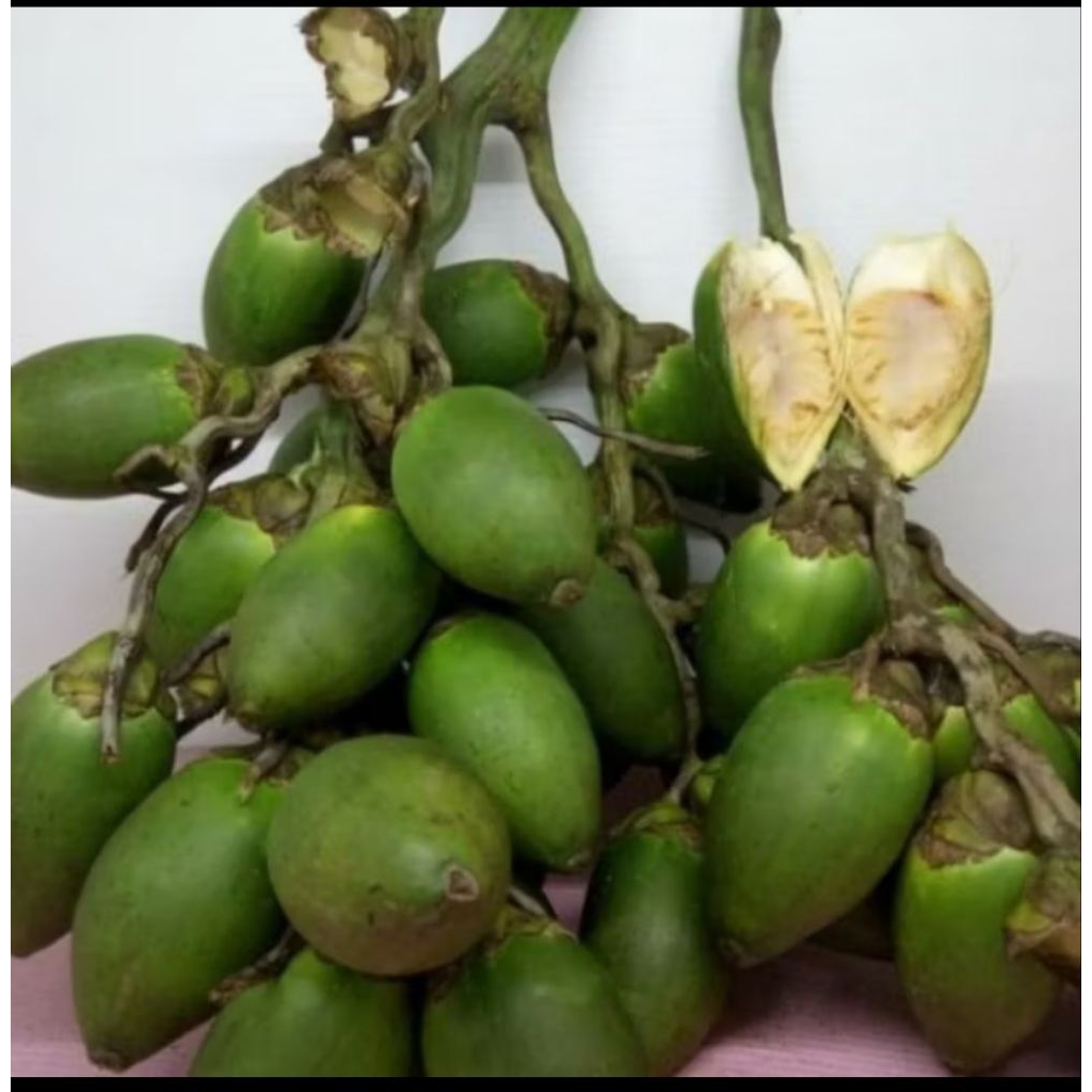 

Buah pinang muda segar 500g Rp:12500