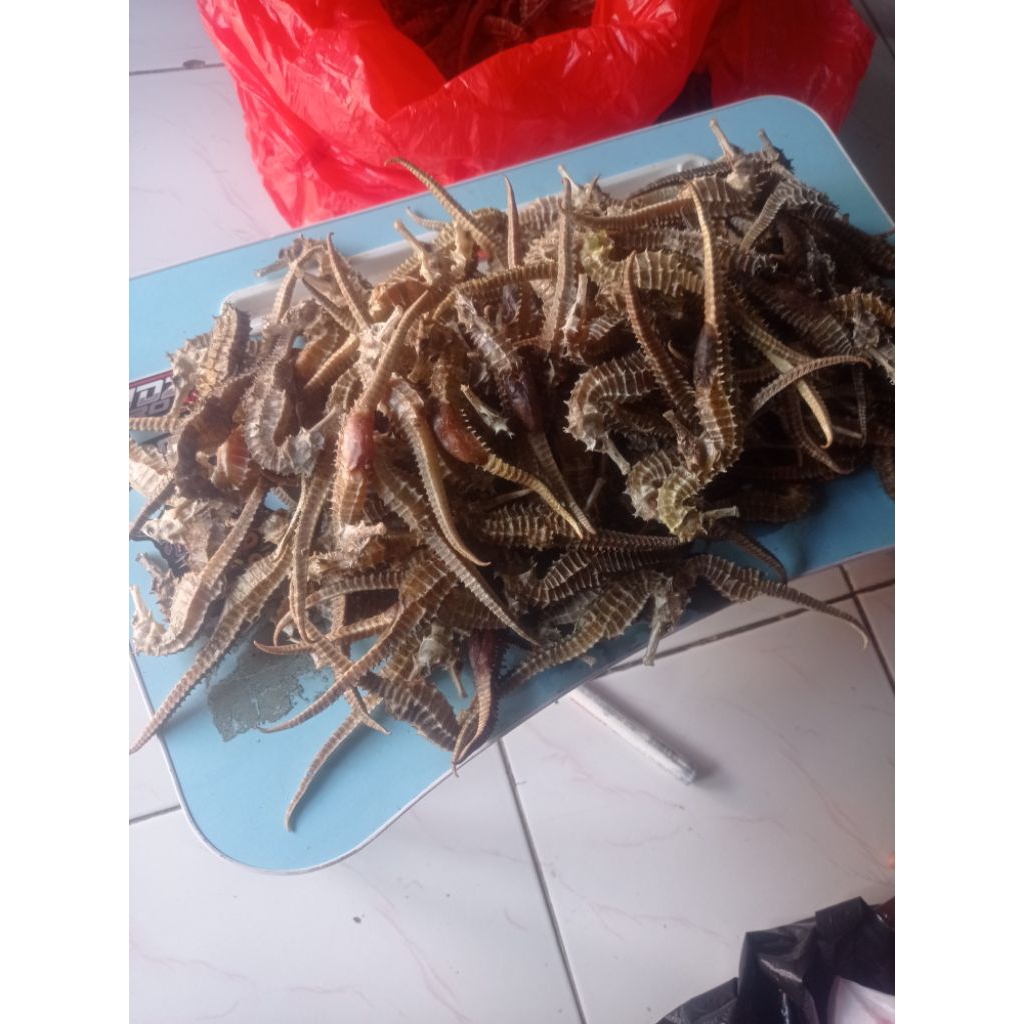 

Kuda Laut Kering PILIHAN 100% original berKualitas 100gr Asli dari Laut Jawa
