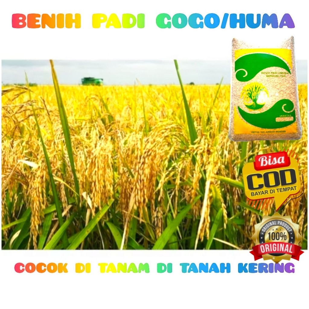 Benih Padi GOGO/HUMA KEMASAN 5KG COCOK DI TANAM DI LAHAN KERING BIJI PADI DI SORTIR 90 % BERKUALITAS