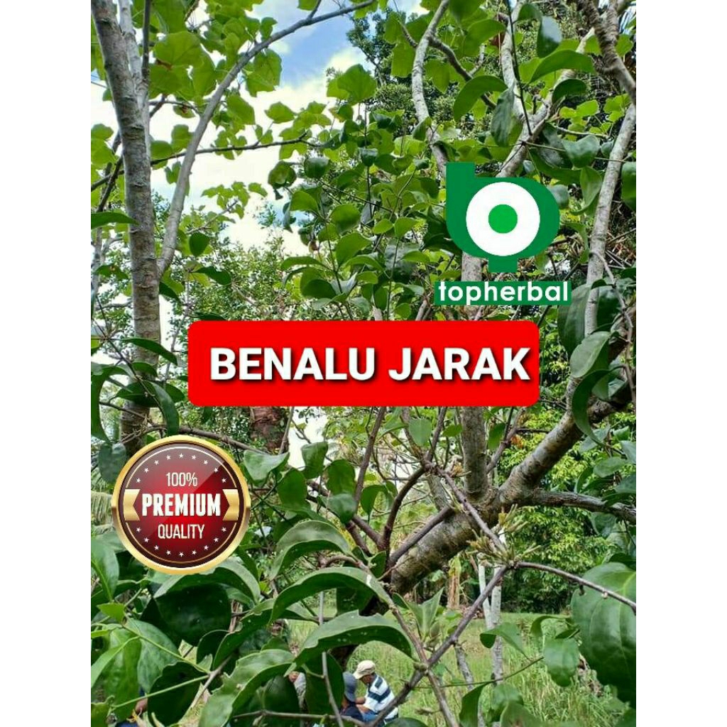 

Daun benalu jarak kering hijau grade A+ 1/2kg/500gram