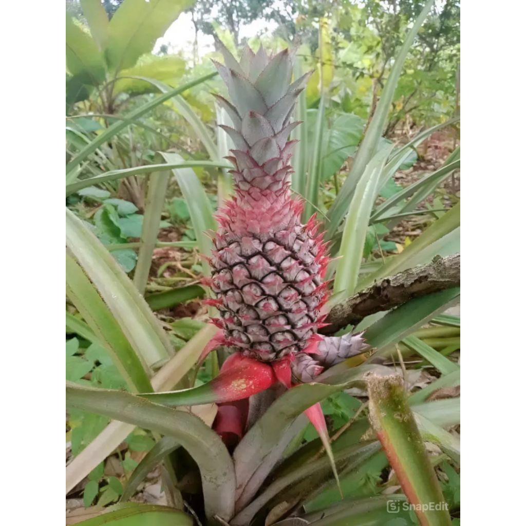 

NANAS MUDA DIPETIK KETIKA PESANAN MASUK FRESH