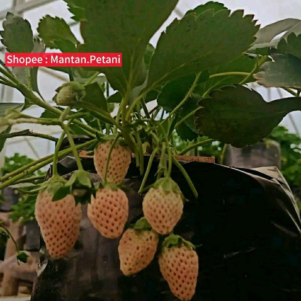 Mokilo43 Bibit Tanaman Strawberry Putih Manis Manyeonseol Korea - White Strawberry