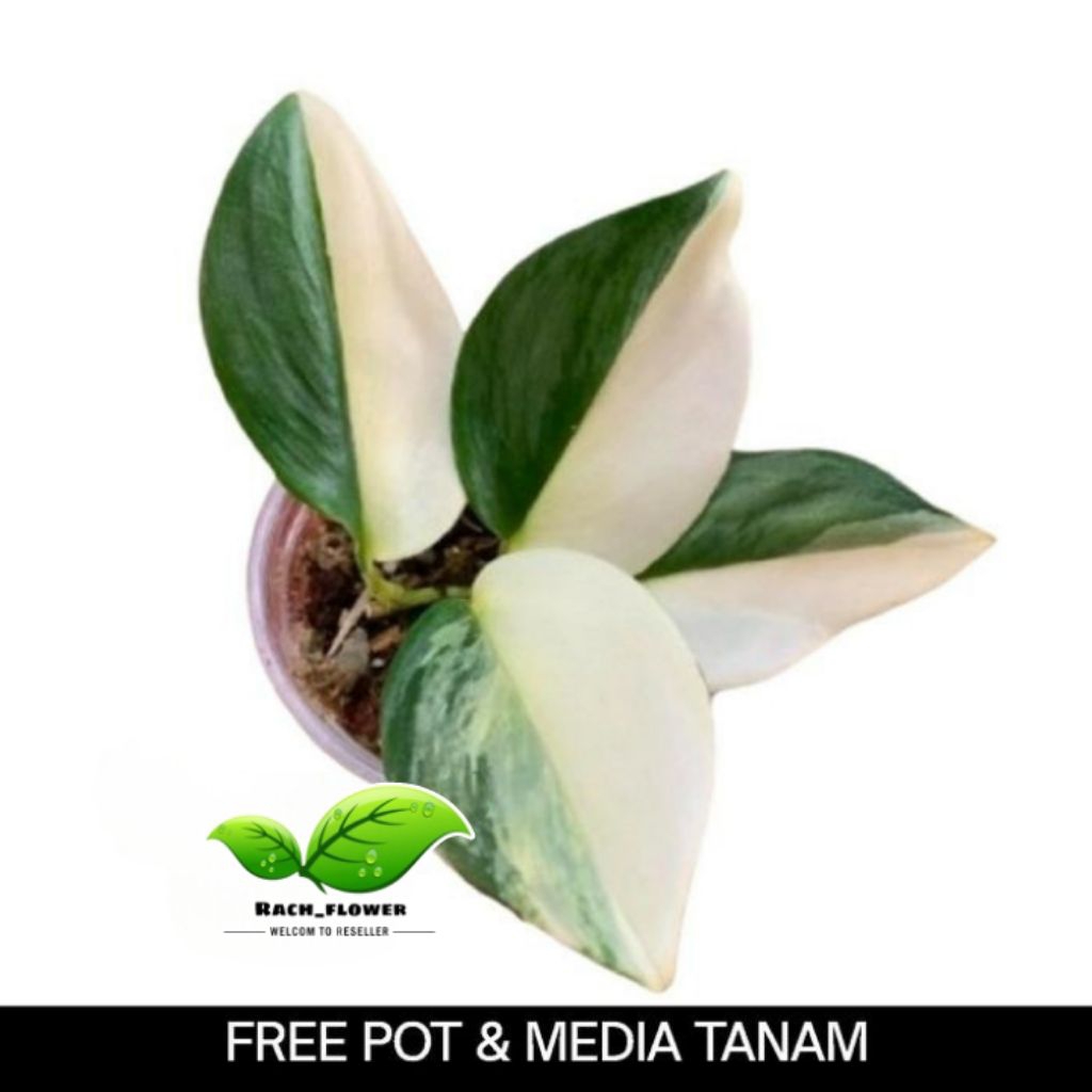 Scindapsus rubicon variegata - tanaman scindpasus  rubicon pot - tanaman hias koleksi