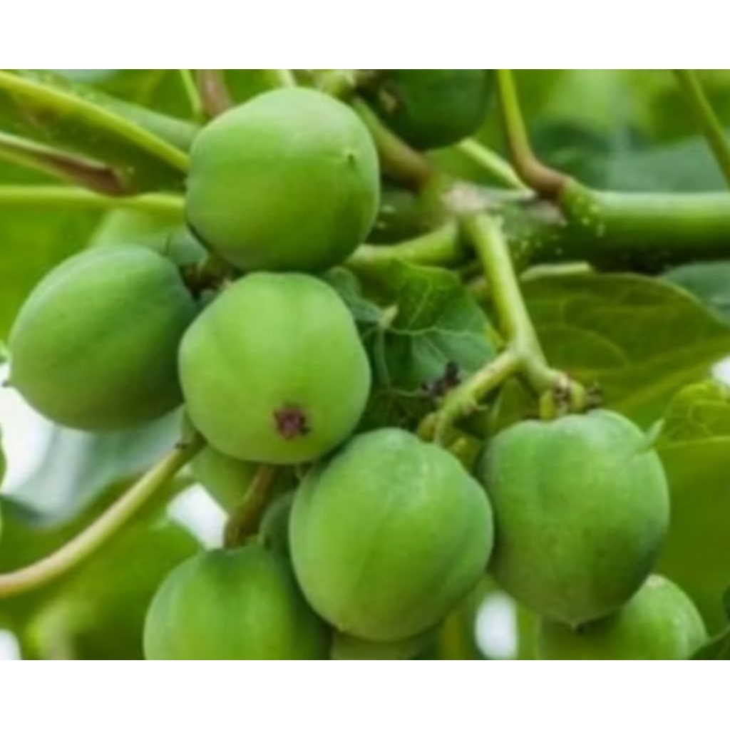 

Buah jarak segar fres /5 butir