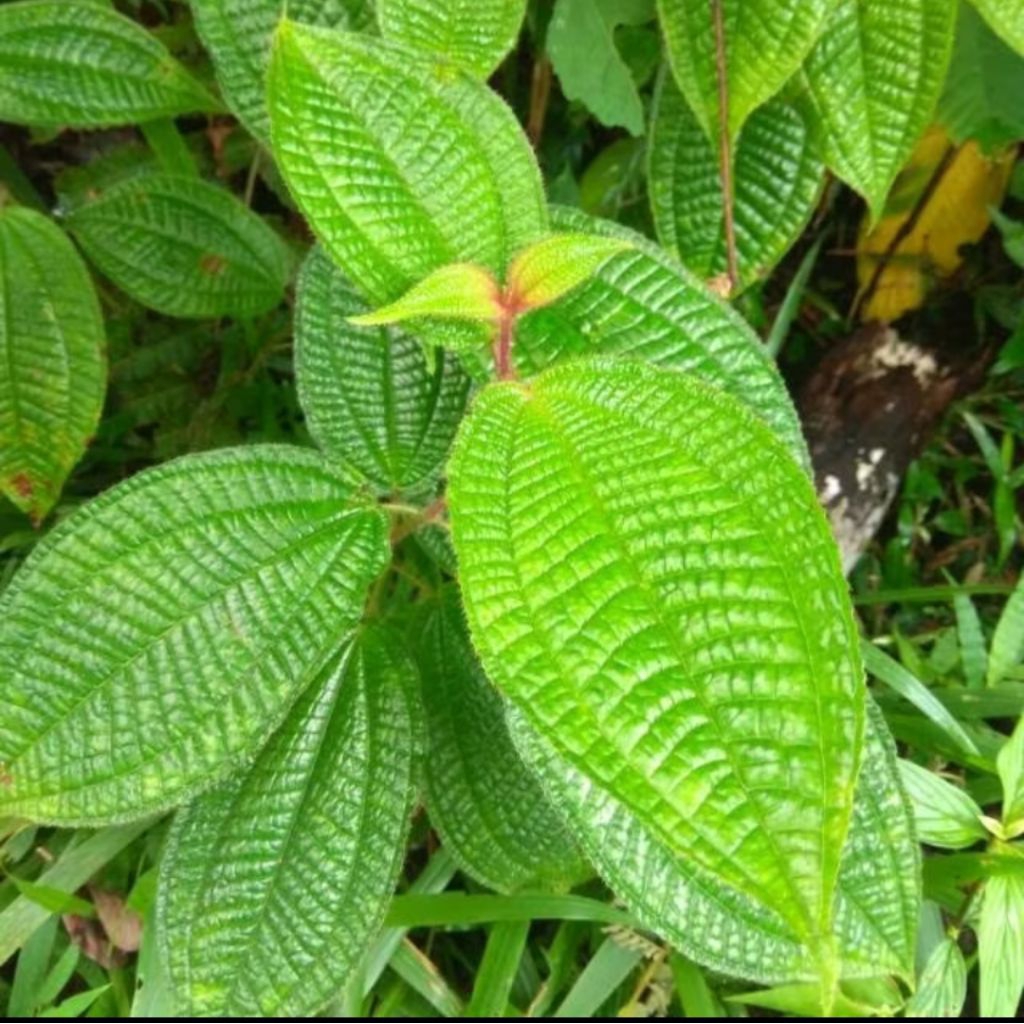 

Daun harendong bulu daun senggani 100g Rp:3500