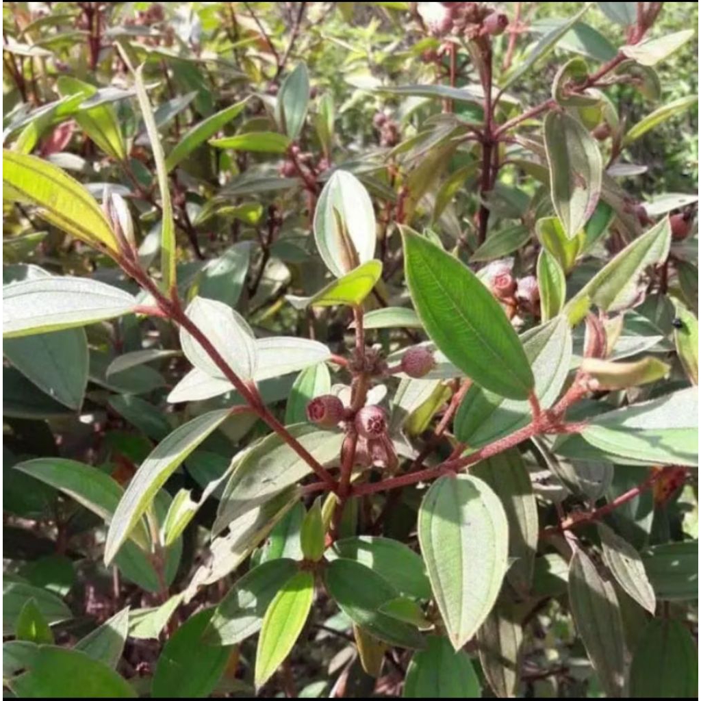 

Daun senggani senduduk Harendong Fresh 500g RP:9800