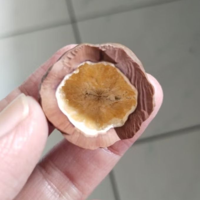 Kemiri Adu Muncang Adu Anak MD Mayit Dedi Full Tua