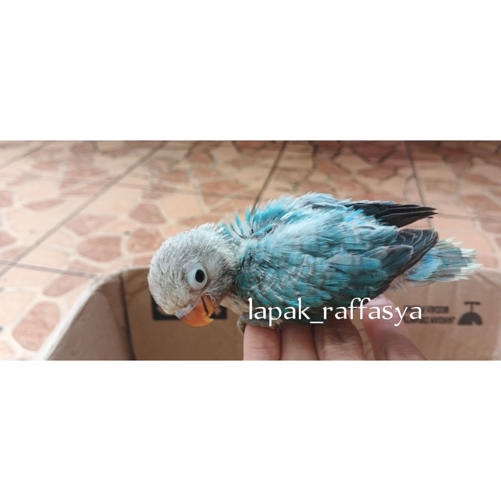 lovebird anakan lolohan biola blue cemong