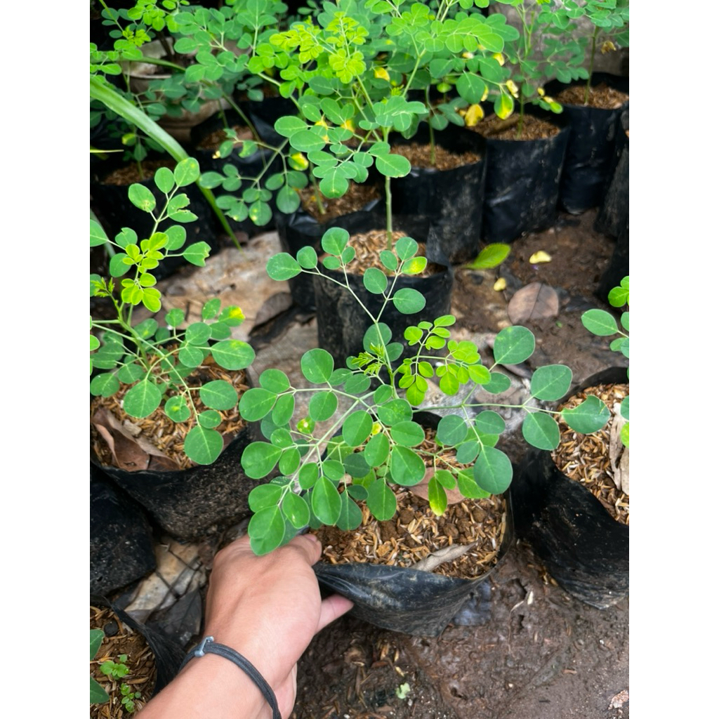 tanaman daun kelor - pohon kelor - daun kelor