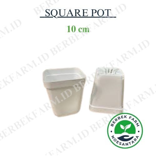 Square Pot kotak 10cm Tray Semai hidroponik