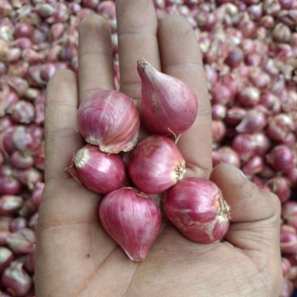 

Bawang merah probolinggo superan kemasan 1kg