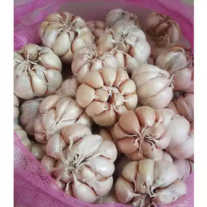 

Bawang putih bersih 500 gram sinco