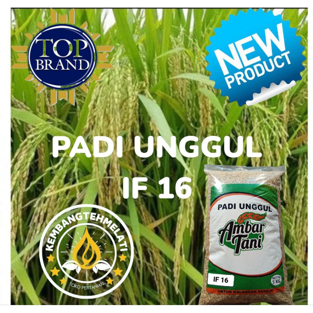 Benih Padi Unggul Terbaru IF 16 AB2TI Original Galur Lokal Kemasan 5KG