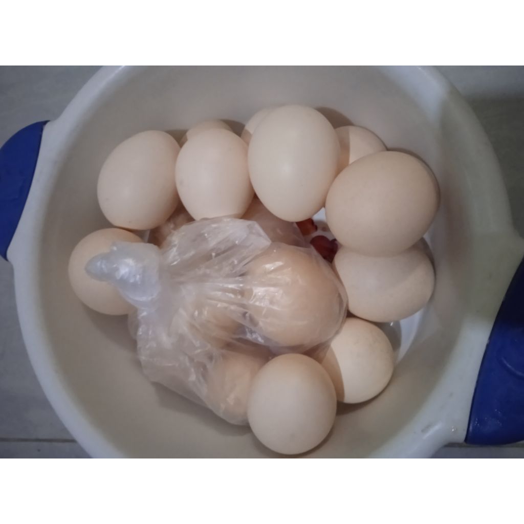 

TELUR AYAM KAMPUNG ASLI (TERNAK SENDIRI ) harga satuan + grosir