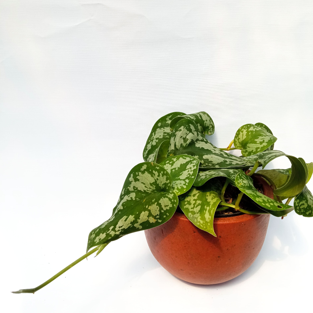 Tanaman Hias Scindapsus Pictus Rimbun - Scindapsus - Tanaman Hias