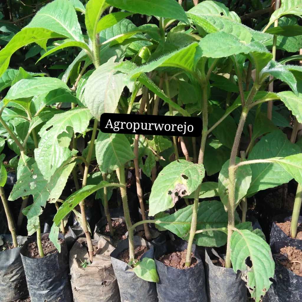 Bibit Tanaman Trichantera gigantea - Sumber Hijauan Pakan Ternak