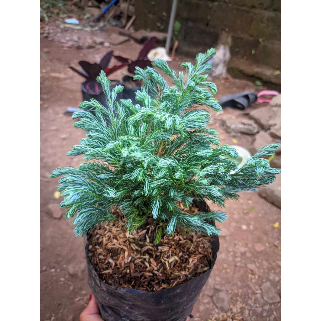 cemara perak /cemara perak blue