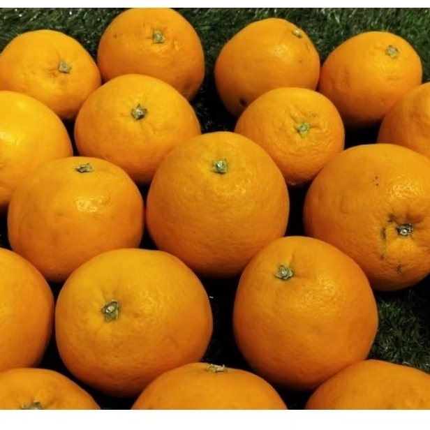 

Jeruk Sunkist Valencia